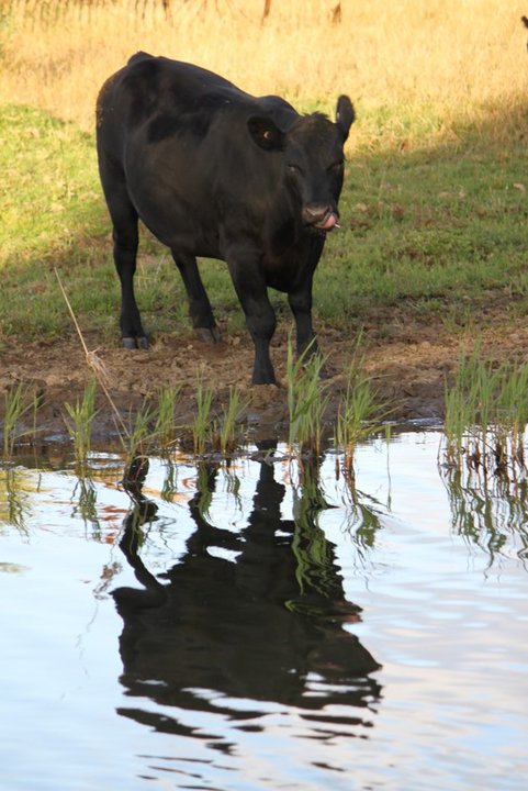 Cow by the River