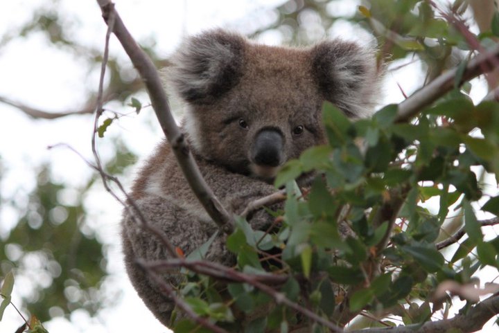 Snuggles the Koala